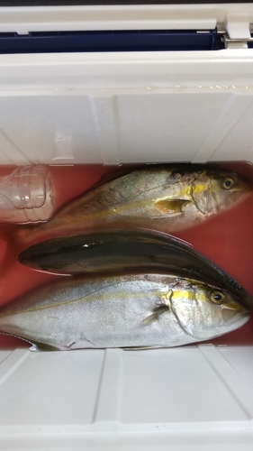 カンパチの釣果