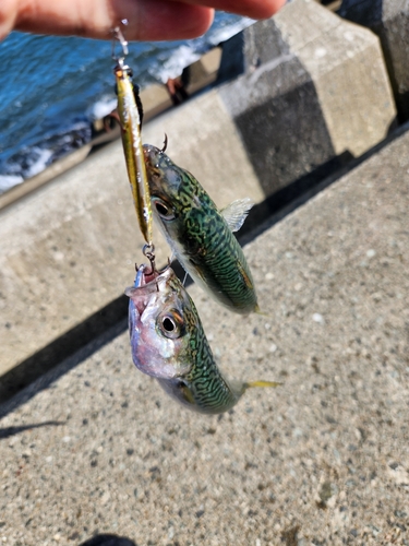 サバの釣果