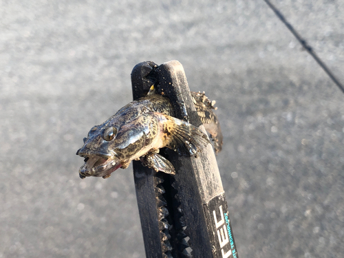 ウロハゼの釣果