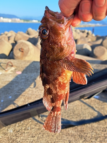 イシガキダイの釣果