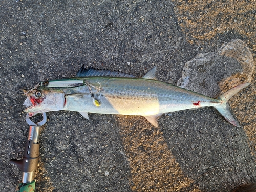 サゴシの釣果