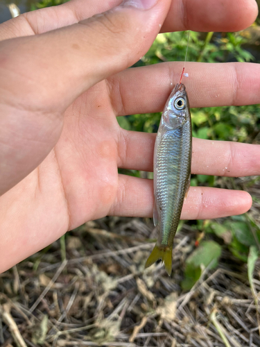 オイカワの釣果