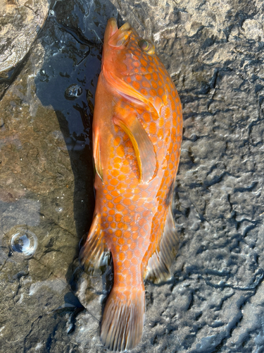 アコウの釣果