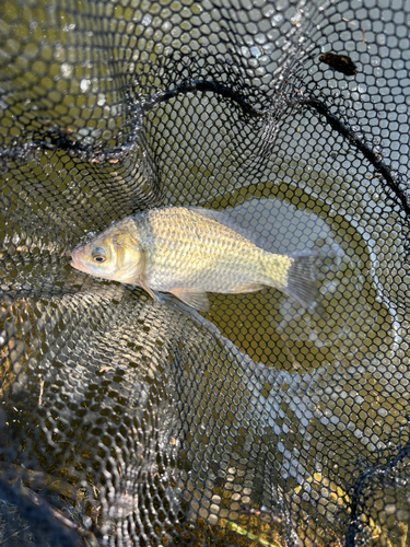 ヘラブナの釣果