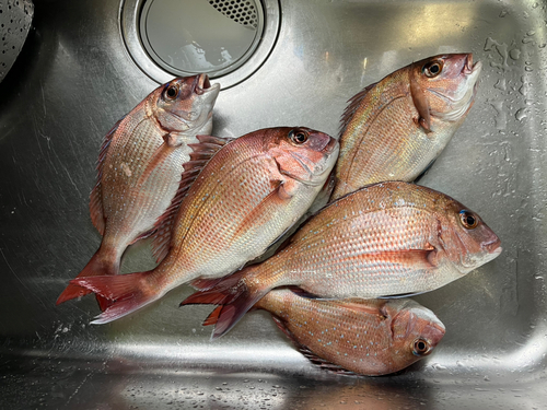 ハナダイの釣果