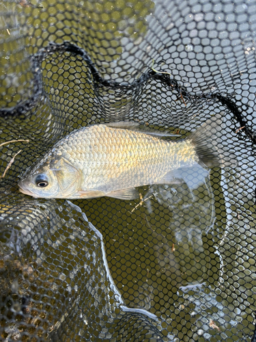 ヘラブナの釣果