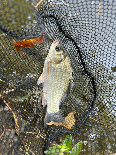 ヘラブナの釣果