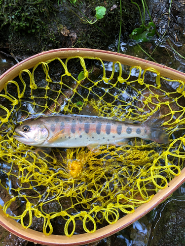 ヤマメの釣果