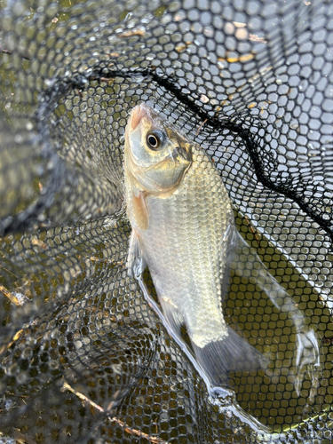 ヘラブナの釣果