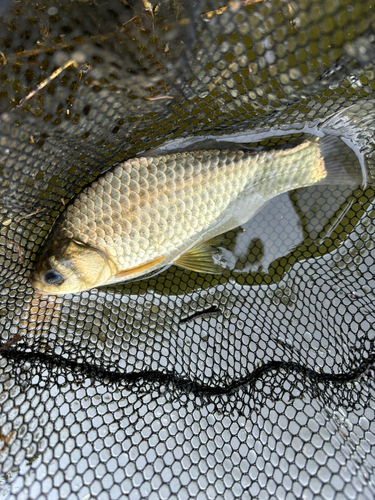 ヘラブナの釣果