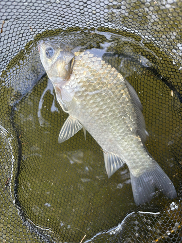 ヘラブナの釣果