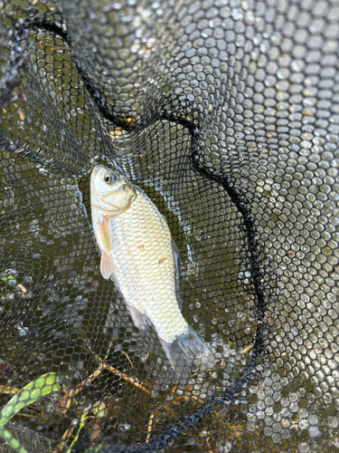 ヘラブナの釣果