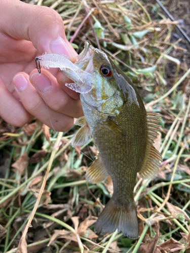 スモールマウスバスの釣果