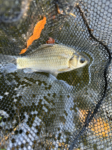 ヘラブナの釣果