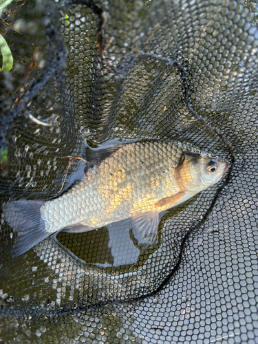 ヘラブナの釣果