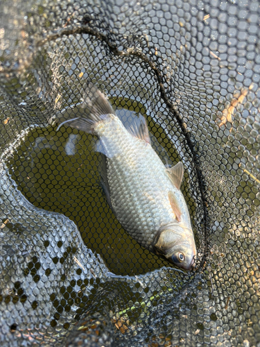 ヘラブナの釣果