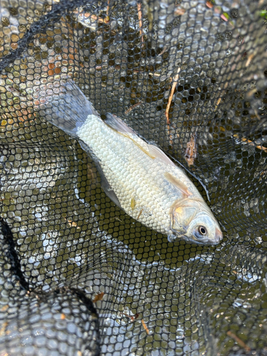 ヘラブナの釣果