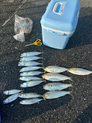 サバの釣果