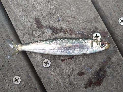 ウルメイワシの釣果