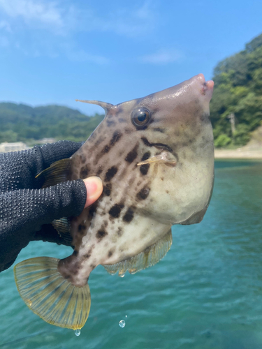 カワハギの釣果