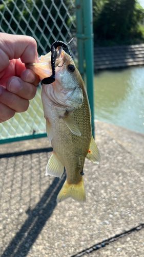 海老名運動公園