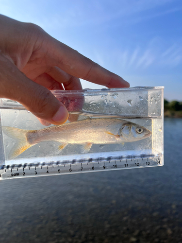 ウグイの釣果