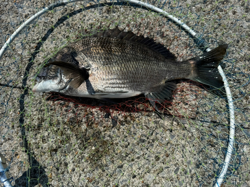 クロダイの釣果