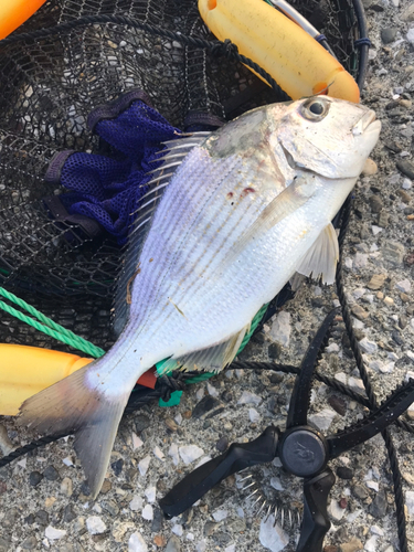 ヘダイの釣果