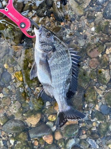 チヌの釣果