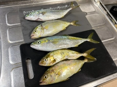 ショゴの釣果