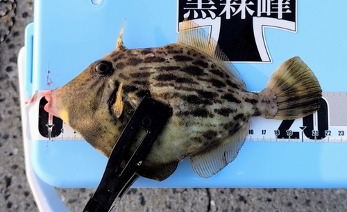 カワハギの釣果