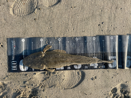 マゴチの釣果