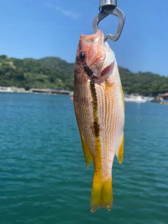 ヨコスジフエダイの釣果