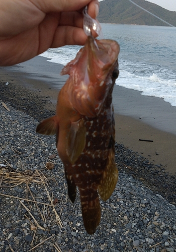 アコウの釣果