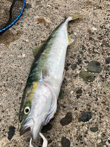 イナダの釣果