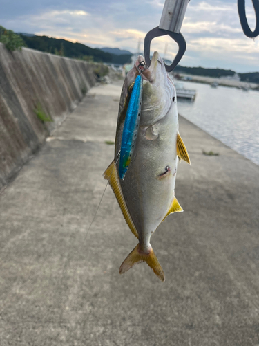 ショゴの釣果