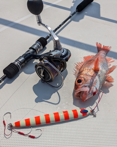 アカムツの釣果