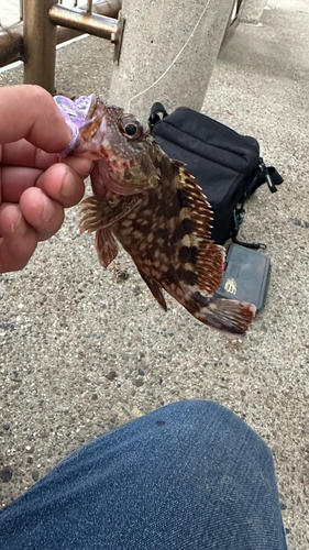 カサゴの釣果