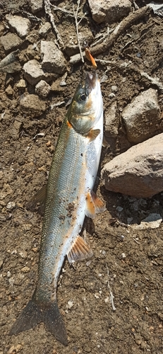 ウグイの釣果