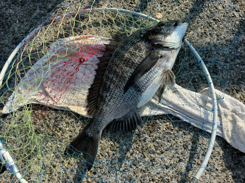 クロダイの釣果