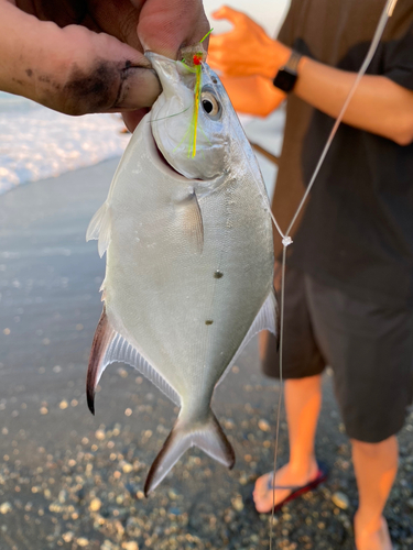 コノシロの釣果