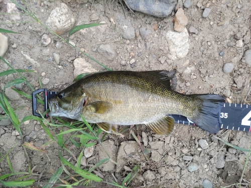 スモールマウスバスの釣果