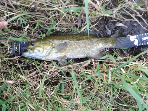 スモールマウスバスの釣果