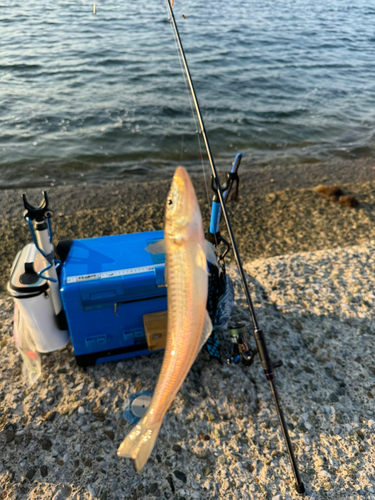 シロギスの釣果