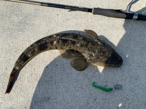 マゴチの釣果