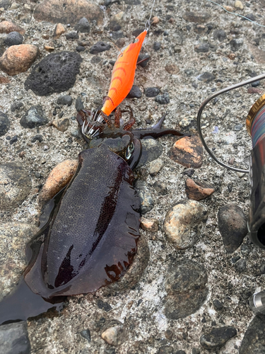 アオリイカの釣果