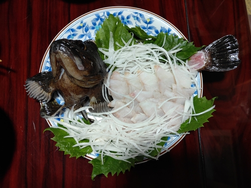 ムラソイの釣果