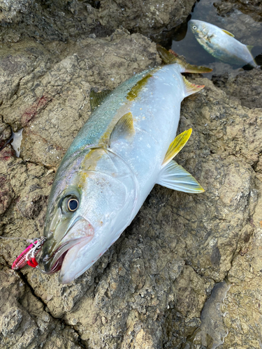 ヒラマサの釣果