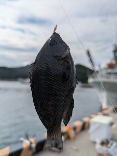 メジナの釣果