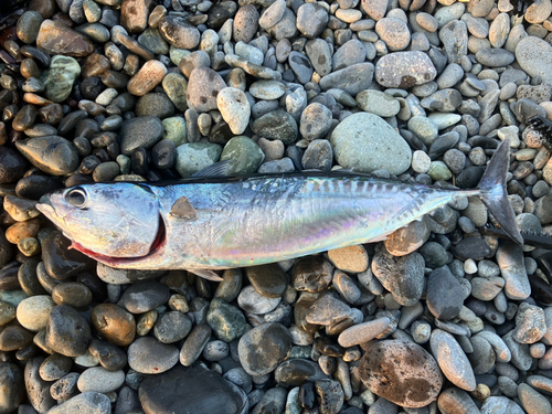 ソウダガツオの釣果